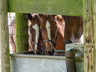 KS300622-105 - Cupboard Love Foal